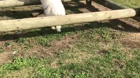 The bouncy jumping Samoyed duo