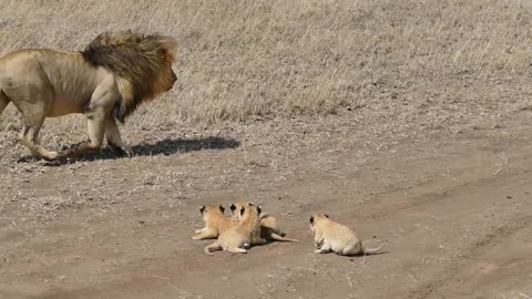 Daddy lion tries to ditch his kids