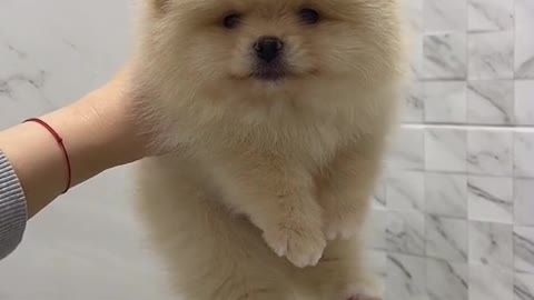 Cute small dog #puppy #pet