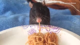 Rat eating spaghetti