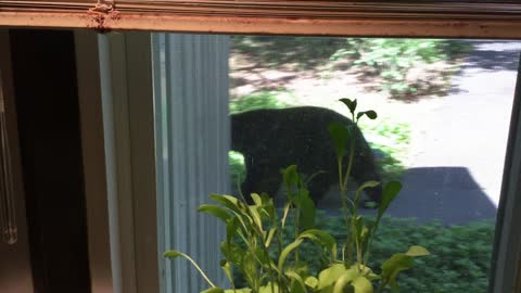 Bear outside the kitchen window.