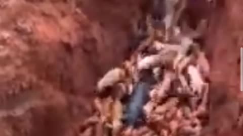 Hundreds of pigs are buried alive in China