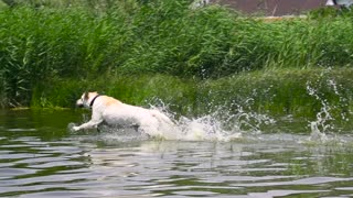 Labrador jumping in the water - wonderful splash!