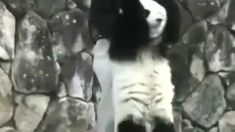 This Panda is Crazy😆|funny animal videos|try not to laugh