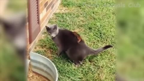 Best Funny Cat Videos That Will Make You Laugh All Day Long