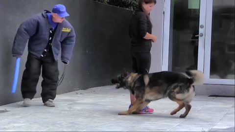 Dogs Training how to train your dog at home