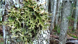 Lichen