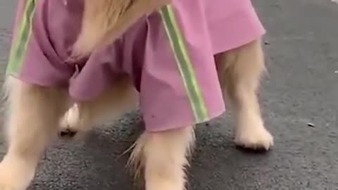 This Cute Golden Puppy Doesn't Like To Walk