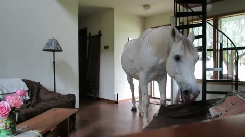 Horses Walk Inside the House in Search of Food