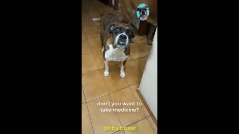 Boxer does not want to take medicine.