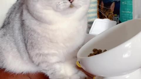 Fat cat performing cat food stunt