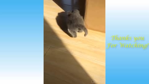 Watch the funniest animals - the best of 2021