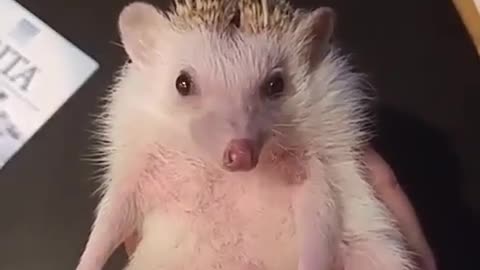 Is hedgehog safe for family members or not