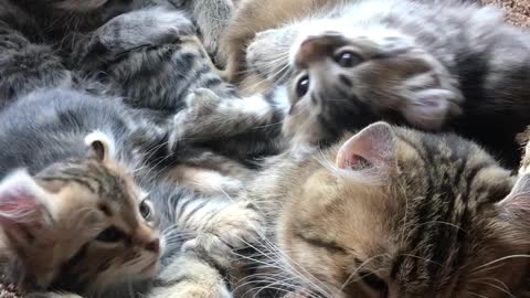 Cute Kitties Wake With a Yawn