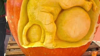 Squashcarver 'Baby elephant' giant pumpkin carving