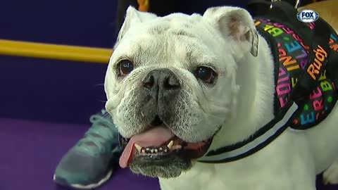 Rudy the Bulldog crush the WKC Masters Agility course _ FOX SPORTS