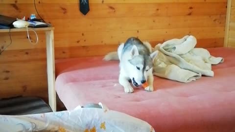 Do you think carrots are so simple to eat? Husky will show you how to eat it right