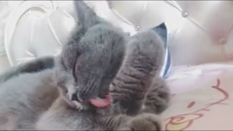 licking paw cat