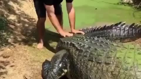 a water giant, crocodile or alligator. um gigante das águas, crocodilo ou jacaré