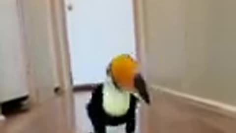 Funny toucan cat dog animals videos