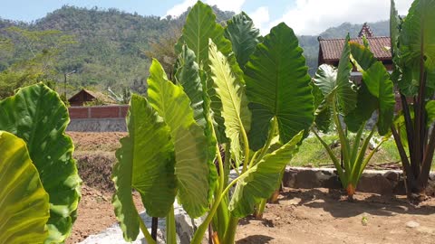 elephant ear plant