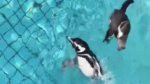 Penguins are swimming.