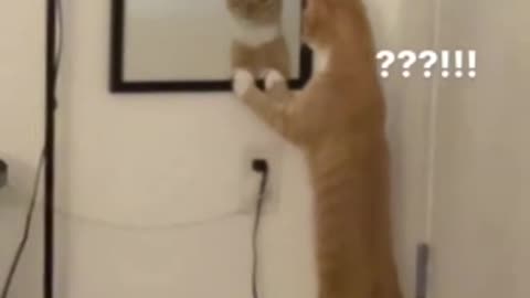 cat looking at its face in the mirror