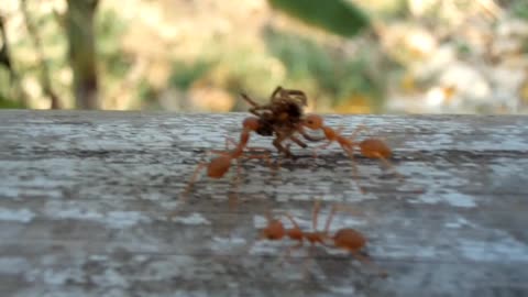 Red Ants🐜 Carrying a dead Spider🕷️.