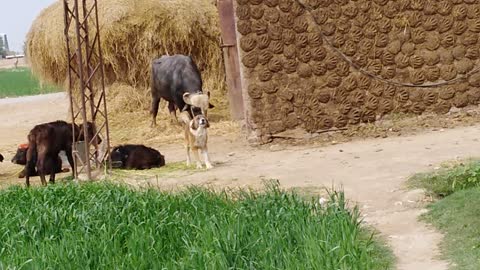 Dog the protector of Buffalo barking at people around