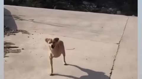 Brave dog