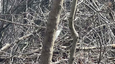 Downy woodpecker doesn’t like me filming