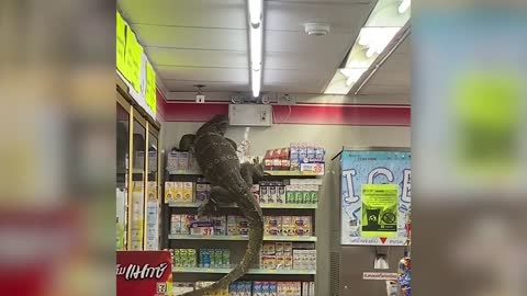 Huge Monitor Lizard Visited Thailand 7-11 Store For Food