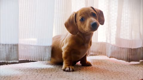 Beautiful Brown little dog