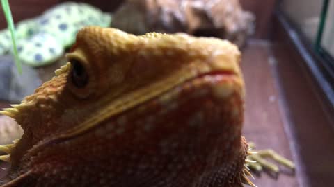 Bearded Dragon Lizard trys to Eat Camera!!