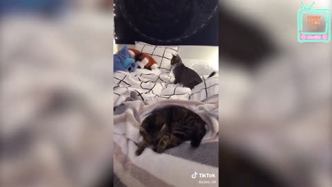 MOST LIKED CAT VIDEOS ON TIKTOK | CATS OF TIKTOK | FUNNY MOMENTS OF CATS #tiktok cats