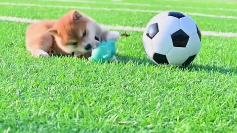 Cute and Funny dog on soccer field