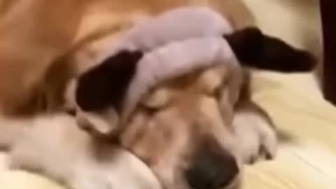 why are you sad my dog / new animal video