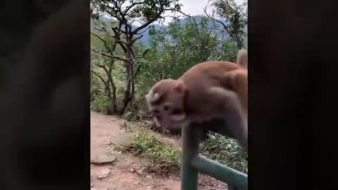 funny monkey video 13