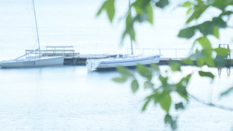 tree branch on the background of the lake