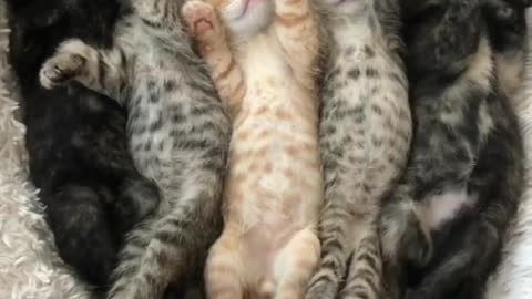 Color-Coordinated Kittens Napping and Purring