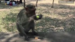 Estes animais só querem saber de comer