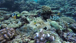 Free Diving in Okinawa