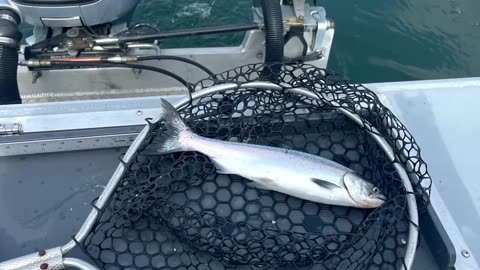 04-14-24 Folsom Lake, CA Landlocked King Salmon