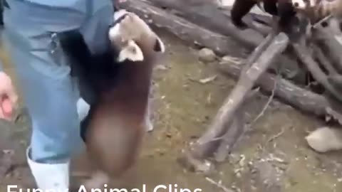 -- FUNNY PANDA VIDEOS [TRY NOT TO LAUGH] BEST PANDA VIDEOS COMPILATION -- FUNNY ANIMAL CLIPS