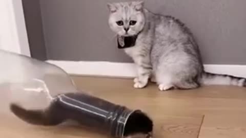 Funny Cat Play