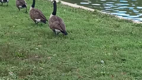 Watching the geese waddling along