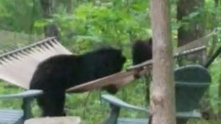 Bear Family Has Fun in Hammock