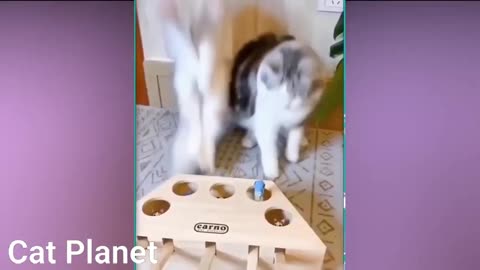 Funny Video 🐈 Cat Completion.Try not to laugh😂