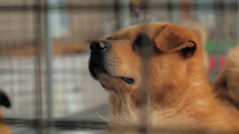 Portrait of sad dog in shelter behind fence waiting to be rescued and adopted to new home