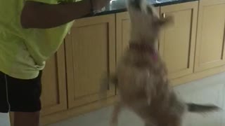 Dog Giving a kiss before getting a treat